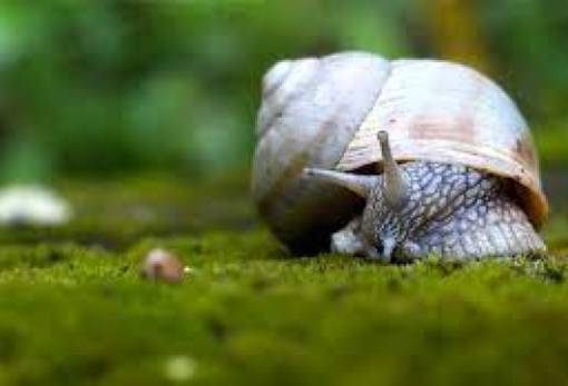 3000 σαλιγκάρια ταξίδεψαν από την Αγγλία στις Βερμούδες