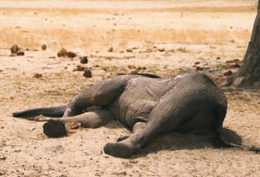 Κένυα: Πάνω από 200 ελέφαντες έχουν πεθάνει λόγω της ξηρασίας