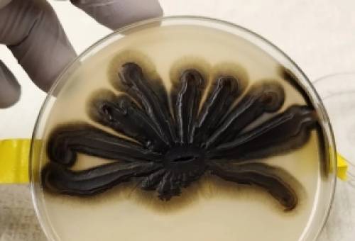 Μαύρος μύκητας μετατρέπει τα πλαστικά απόβλητα σε βρώσιμα συστατικά