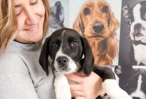 Πως μπορώ να βοηθήσω τα αδέσποτα της Σπάρτης (σπαρτιατάκια);