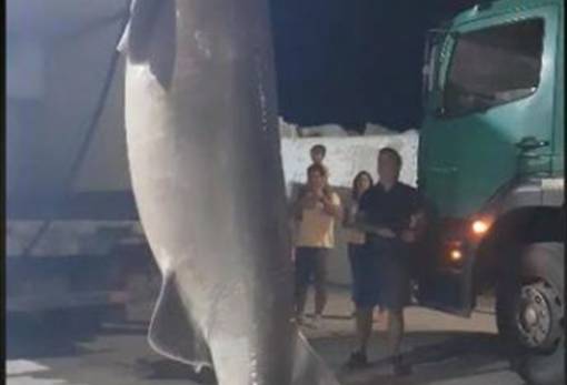 Ψάρεψαν προστατευόμενο καρχαρία στη θαλάσσια περιοχή του Αγίου Όρους