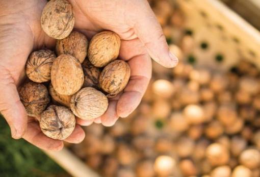 «Έμπορος» από Λακωνία εξαπάτησε παραγωγούς στην κεντρική Ελλάδα