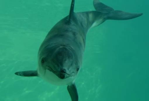 Ανησυχία για τις φώκαινες