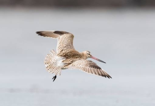 Πέταξε από την Αλάσκα ως την Τασμανία χωρίς στάση