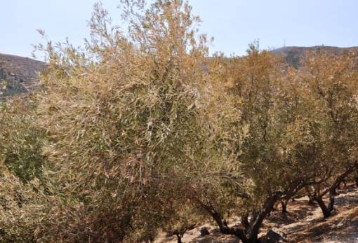 Πορίσματα ΕΛΓΑ για ζημιές καύσωνα σε περιοχές της Μάνης και της Μονεμβασιάς