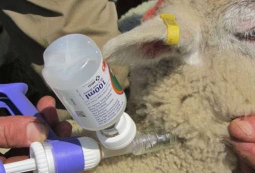 Ευλογιά στα αιγοπρόβατα: Η Ε.Ε. δεν έχει εγκεκριμένο εμβόλιο