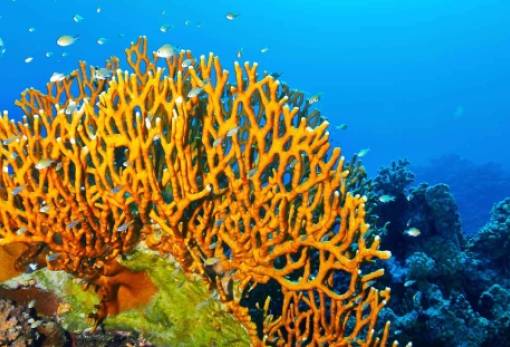 Τα κοράλλια «ανασταίνονται» όταν «ακούν» μουσική