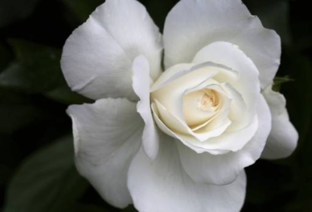 &Psi;ή&phi;&iota;&sigma;&mu;&alpha; &Delta;ή&mu;&omicron;&upsilon; &Alpha;&nu;&alpha;&tau;. &Mu;ά&nu;&eta;&sigmaf; &gamma;&iota;&alpha; &tau;&omicron;&nu; &theta;ά&nu;&alpha;&tau;&omicron; &tau;&omicron;&upsilon; &Mu;&iota;&chi;&alpha;ή&lambda; &Pi;&alpha;&upsilon;&lambda;ά&kappa;&omicron;&upsilon;