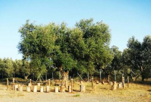 Ένα θαύμα στους Αγίους Αποστόλους Βοιών από την «Τουλίπα Γουλιμή»