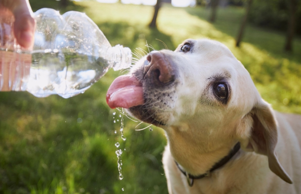 &Kappa;&alpha;ύ&sigma;&omega;&nu;&alpha;&sigmaf; &kappa;&alpha;&iota; &kappa;&alpha;&tau;&omicron;&iota;&kappa;ί&delta;&iota;&alpha;