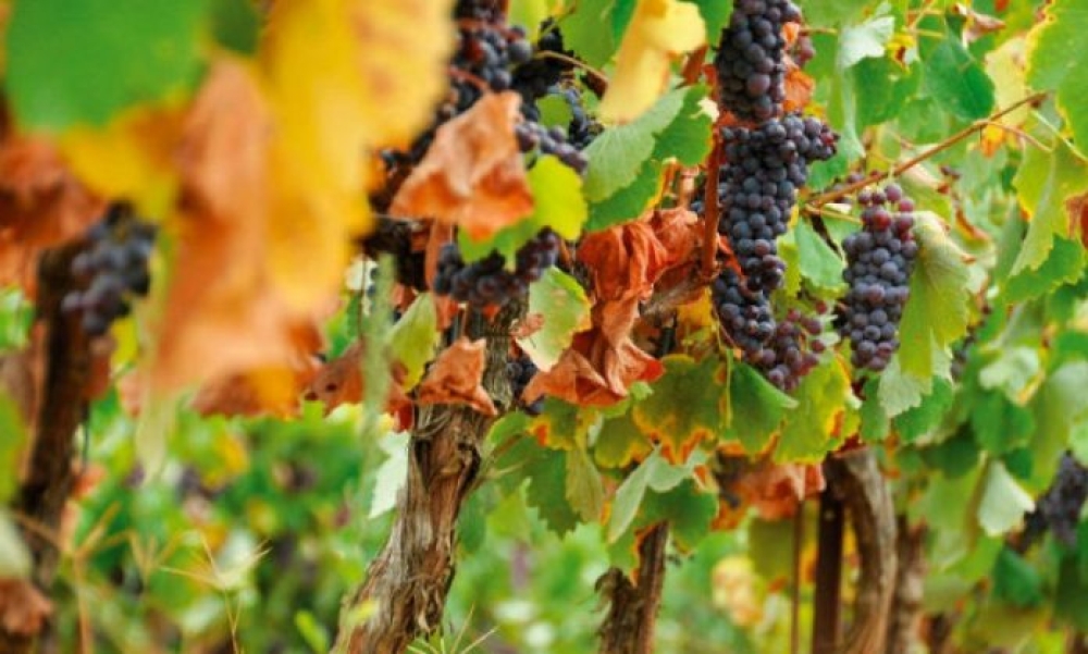 &Sigma;&tau;&omicron;&nu; &Epsilon;&Lambda;&Gamma;&Alpha; &omicron;&iota; &zeta;&eta;&mu;&iota;έ&sigmaf; &alpha;&pi;ό &tau;&omicron;&nu; &kappa;&alpha;ύ&sigma;&omega;&nu;&alpha; &pi;&omicron;&upsilon; &pi;&rho;&omicron;&kappa;&lambda;ή&theta;&eta;&kappa;&alpha;&nu; &sigma;&tau;&omicron;&nu; &Delta;. &Mu;&omicron;&nu;&epsilon;&mu;&beta;&alpha;&sigma;ί&alpha;&sigmaf;