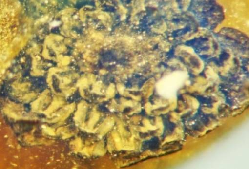 Το λουλούδι που μένει ανθισμένο εδώ και 100 εκατομμύρια χρόνια