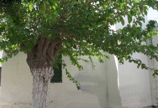 Μοριάς - Μετάξι - Καλαματιανό μαντήλι