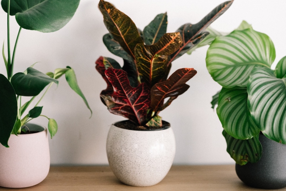 3 &tau;&rho;ό&pi;&omicron;&iota; &gamma;&iota;&alpha; &nu;&alpha; &chi;&rho;&eta;&sigma;&iota;&mu;&omicron;&pi;&omicron;&iota;ή&sigma;&epsilon;&iota;&sigmaf; &tau;&omicron; &kappa;&alpha;&tau;&alpha;&kappa;ά&theta;&iota; &tau;&omicron;&upsilon; &kappa;&alpha;&phi;έ &sigma;&tau;&alpha; &phi;&upsilon;&tau;ά &sigma;&omicron;&upsilon;