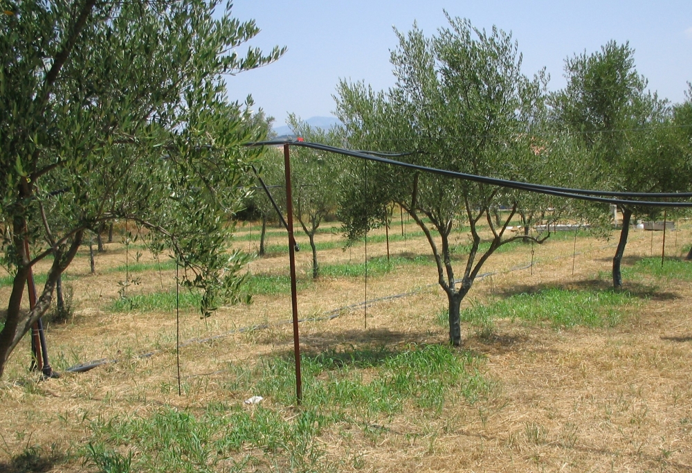 &Sigma;&upsilon;&mu;&beta;&omicron;&upsilon;&lambda;έ&sigmaf; &gamma;&iota;&alpha; &tau;&eta;&nu; ά&rho;&delta;&epsilon;&upsilon;&sigma;&eta; &tau;&eta;&sigmaf; &epsilon;&lambda;&iota;ά&sigmaf;