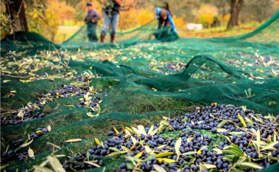&laquo;&Lambda;&alpha;&delta;ώ&nu;&epsilon;&iota;&raquo; &eta; &sigma;&epsilon;&zeta;ό&nu; &sigma;&tau;&eta; &Lambda;&alpha;&kappa;&omega;&nu;ί&alpha; &mu;&epsilon; &pi;&rho;&omicron;&omicron;&pi;&tau;&iota;&kappa;έ&sigmaf; &kappa;&alpha;&iota; &sigma;&tau;&omicron;&iota;&chi;ή&mu;&alpha;&tau;&alpha;