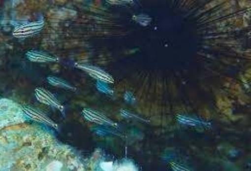 Ξενικό είδος ψαριού εντοπίστηκε στη Ρόδο