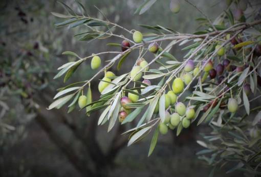 Βιολογικές και βιοτεχνολογικές μέθοδοι καταπολέμησης του δάκου της ελιάς