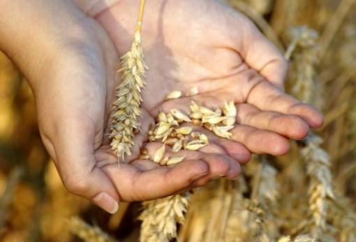 Αυξημένη η έκθεση στις επιβλαβείς τοξίνες λόγω κλιματικής αλλαγής