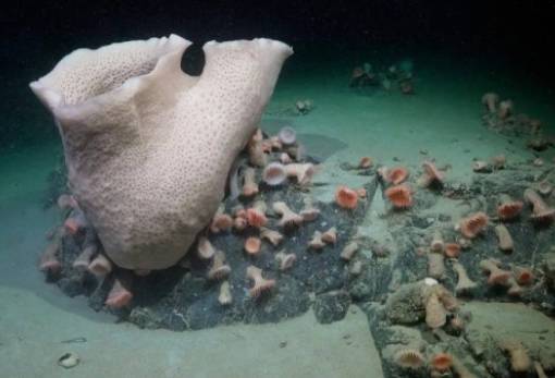 Ένα εντυπωσιακό οικοσύστημα αποκαλύφθηκε κάτω από παγόβουνο που μετακινήθηκε