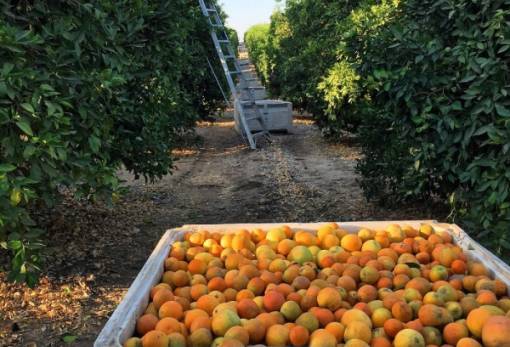 Δ. Ευρώτα: «Έχουμε πράξει τα δέοντα για το πρόβλημα στα εσπεριδοειδή»