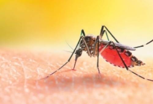 Κουνούπια εντοπίστηκαν για πρώτη φορά στην Ισλανδία