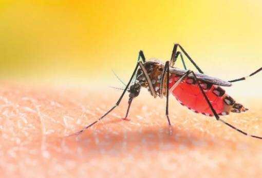 Κουνούπια εντοπίστηκαν για πρώτη φορά στην Ισλανδία