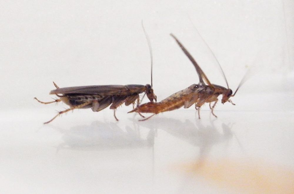 &Kappa;&alpha;&tau;&sigma;&alpha;&rho;ί&delta;&epsilon;&sigmaf;: &Pi;ώ&sigmaf; &tau;&alpha; &epsilon;&nu;&tau;&omicron;&mu;&omicron;&kappa;&tau;ό&nu;&alpha; &omicron;&delta;ή&gamma;&eta;&sigma;&alpha;&nu; &sigma;&epsilon; &nu;έ&epsilon;&sigmaf; &sigma;&epsilon;&xi;&omicron;&upsilon;&alpha;&lambda;&iota;&kappa;έ&sigmaf; &pi;&rho;&alpha;&kappa;&tau;&iota;&kappa;έ&sigmaf;