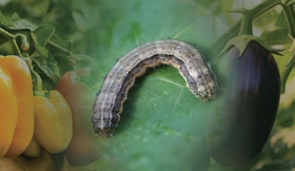 &Epsilon;&pi;&iota;&beta;&lambda;&alpha;&beta;έ&sigmaf; έ&nu;&tau;&omicron;&mu;&omicron; &gamma;&iota;&alpha; &tau;&omicron;&upsilon;&sigmaf; &alpha;&gamma;&rho;&omicron;ύ&sigmaf; &epsilon;&mu;&phi;&alpha;&nu;ί&sigma;&tau;&eta;&kappa;&epsilon; &kappa;&alpha;&iota; &sigma;&tau;&eta; &Lambda;&alpha;&kappa;&omega;&nu;ί&alpha;