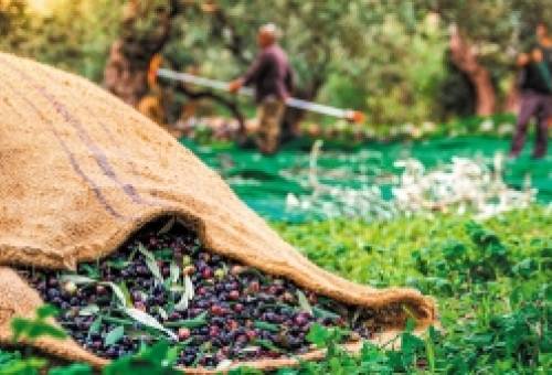 Ελαιοκομικό Μητρώο: Τρέχει η προθεσμία για τους παραγωγούς