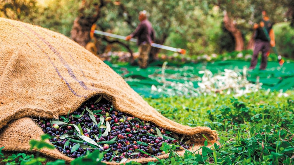 &Epsilon;&lambda;&alpha;&iota;&omicron;&kappa;&omicron;&mu;&iota;&kappa;ό &Mu;&eta;&tau;&rho;ώ&omicron;: &Tau;&rho;έ&chi;&epsilon;&iota; &eta; &pi;&rho;&omicron;&theta;&epsilon;&sigma;&mu;ί&alpha; &gamma;&iota;&alpha; &tau;&omicron;&upsilon;&sigmaf; &pi;&alpha;&rho;&alpha;&gamma;&omega;&gamma;&omicron;ύ&sigmaf;