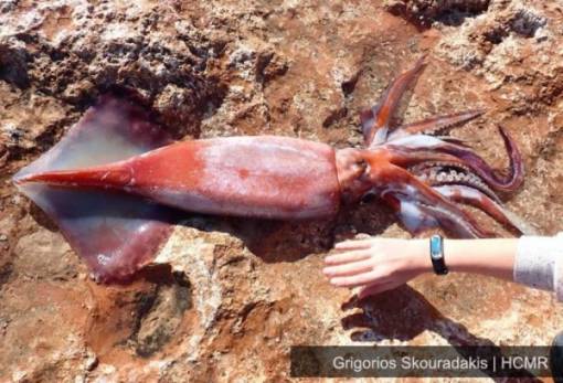 Σπάνιο καλαμάρι ενός μέτρου ξεβράστηκε στην Κρήτη