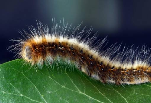 Πώς αντιδρούν οι κάμπιες όταν απειλείται το «σπίτι» τους