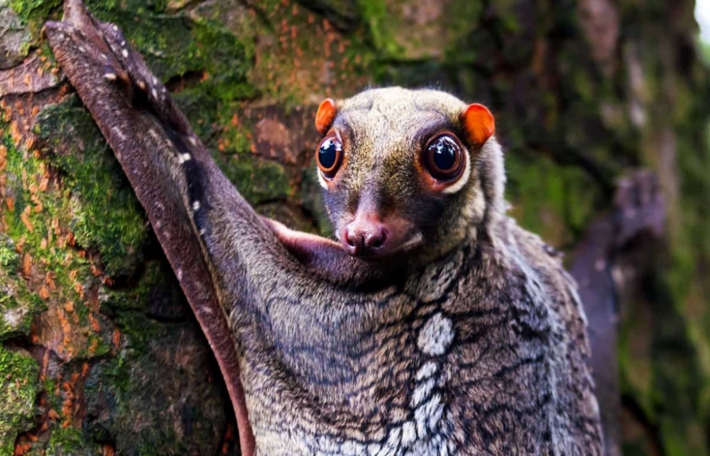 &Epsilon;&kappa;&alpha;&tau;&omicron;&nu;&tau;ά&delta;&epsilon;&sigmaf; &epsilon;ί&delta;&eta; &theta;&eta;&lambda;&alpha;&sigma;&tau;&iota;&kappa;ώ&nu; &laquo;&alpha;&gamma;&nu;&omicron;&omicron;ύ&nu;&tau;&alpha;&iota;&raquo;