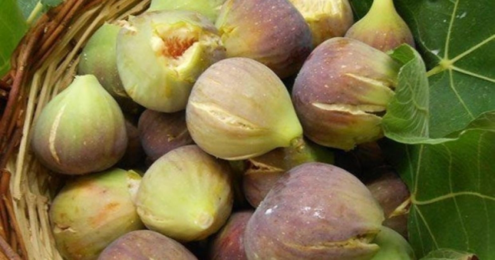 &Eta; &kappa;&upsilon;&rho;ά &mu;&epsilon; &tau;&alpha; &sigma;ύ&kappa;&alpha;