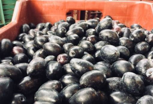 Οι τελευταίες συμφωνίες για Καλαμών και ελαιόλαδο στη Λακωνία