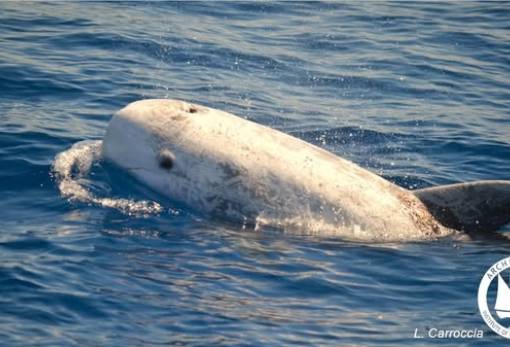 Σπάνιο είδος δελφινίου εντοπίστηκε στην τάφρο της Ικαρίας