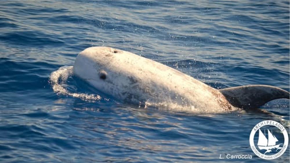 &Sigma;&pi;ά&nu;&iota;&omicron; &epsilon;ί&delta;&omicron;&sigmaf; &delta;&epsilon;&lambda;&phi;&iota;&nu;ί&omicron;&upsilon; &epsilon;&nu;&tau;&omicron;&pi;ί&sigma;&tau;&eta;&kappa;&epsilon; &sigma;&tau;&eta;&nu; &tau;ά&phi;&rho;&omicron; &tau;&eta;&sigmaf; &Iota;&kappa;&alpha;&rho;ί&alpha;&sigmaf;