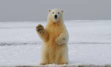 &Mu;&epsilon;&tau;&alpha;&beta;ά&lambda;&lambda;&epsilon;&tau;&alpha;&iota; &tau;&omicron; DNA &tau;&omega;&nu; &pi;&omicron;&lambda;&iota;&kappa;ώ&nu; &alpha;&rho;&kappa;&omicron;ύ&delta;&omega;&nu; &lambda;ό&gamma;&omega; &tau;&eta;&sigmaf; &kappa;&lambda;&iota;&mu;&alpha;&tau;&iota;&kappa;ή&sigmaf; &alpha;&lambda;&lambda;&alpha;&gamma;ή&sigmaf;