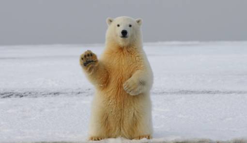 &Mu;&epsilon;&tau;&alpha;&beta;ά&lambda;&lambda;&epsilon;&tau;&alpha;&iota; &tau;&omicron; DNA &tau;&omega;&nu; &pi;&omicron;&lambda;&iota;&kappa;ώ&nu; &alpha;&rho;&kappa;&omicron;ύ&delta;&omega;&nu; &lambda;ό&gamma;&omega; &tau;&eta;&sigmaf; &kappa;&lambda;&iota;&mu;&alpha;&tau;&iota;&kappa;ή&sigmaf; &alpha;&lambda;&lambda;&alpha;&gamma;ή&sigmaf;