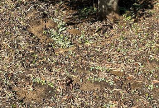 ΕΛΓΑ: Ξεκίνησαν οι καταγραφές των ζημιών από χαλάζι στη Λακωνία