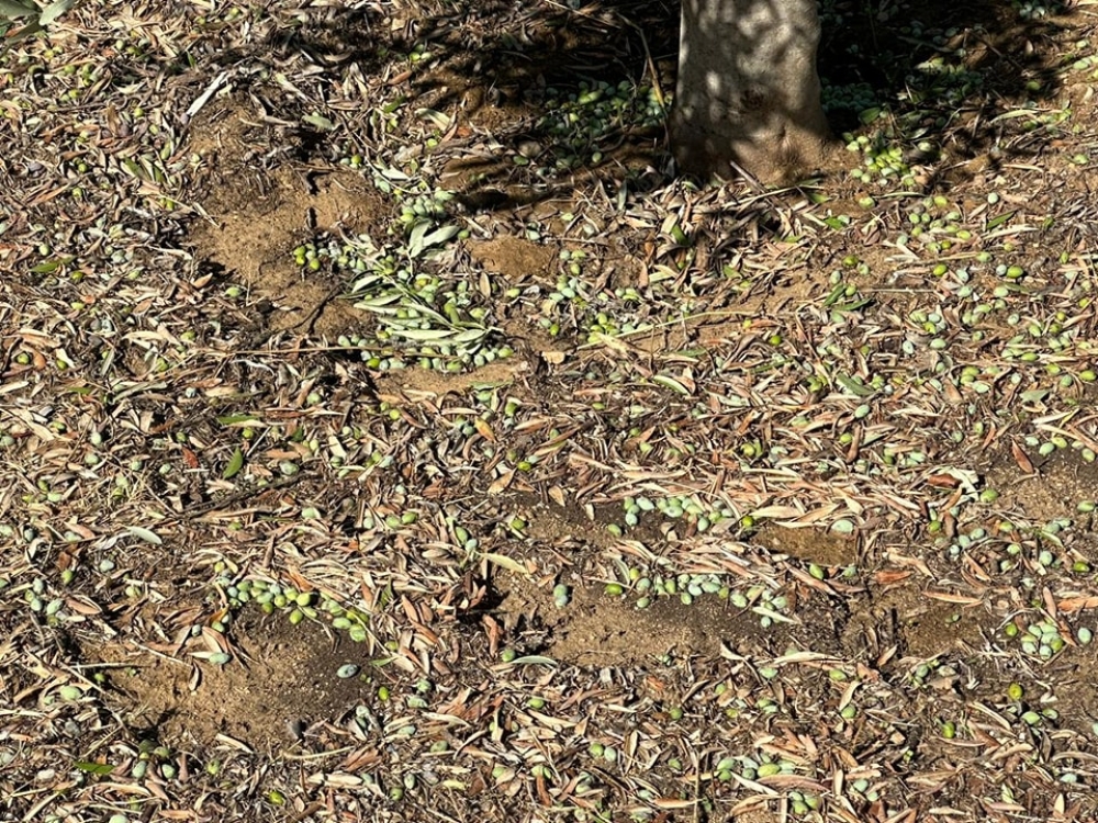 &Epsilon;&Lambda;&Gamma;&Alpha;: &Xi;&epsilon;&kappa;ί&nu;&eta;&sigma;&alpha;&nu; &omicron;&iota; &kappa;&alpha;&tau;&alpha;&gamma;&rho;&alpha;&phi;έ&sigmaf; &tau;&omega;&nu; &zeta;&eta;&mu;&iota;ώ&nu; &alpha;&pi;ό &chi;&alpha;&lambda;ά&zeta;&iota; &sigma;&tau;&eta; &Lambda;&alpha;&kappa;&omega;&nu;ί&alpha;