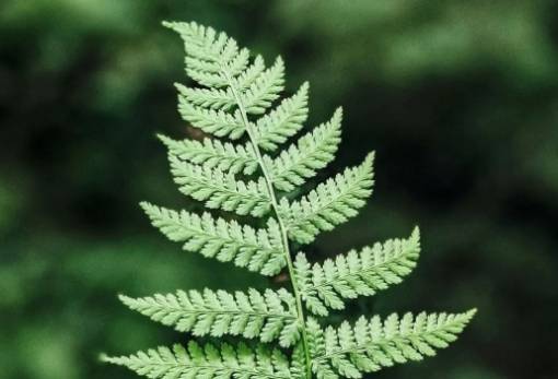 Η τεχνητή νοημοσύνη «διαβάζει» το DNA και αλλάζει το μέλλον των φυτών