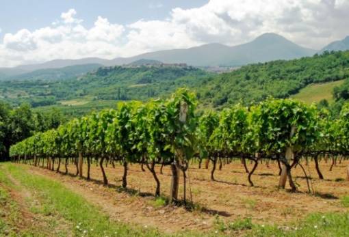 Χορήγηση αδειών νέων φυτεύσεων αμπέλου με οινοποιήσιμες ποικιλίες για το έτος 2025