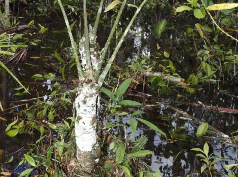 &Alpha;&nu;&alpha;&kappa;ά&lambda;&upsilon;&psi;&eta; &sigma;&tau;&eta;&nu; &Alpha;&mu;&alpha;&zeta;&omicron;&nu;ί&alpha;: &Phi;&upsilon;&tau;ό &alpha;&pi;ό &tau;&eta;&nu; &epsilon;&pi;&omicron;&chi;ή &tau;&omega;&nu; &delta;&epsilon;&iota;&nu;&omicron;&sigma;&alpha;ύ&rho;&omega;&nu; &beta;&rho;έ&theta;&eta;&kappa;&epsilon; &sigma;&tau;&omicron; &Pi;&epsilon;&rho;&omicron;ύ