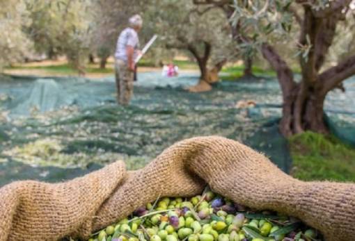 Εκτός της έκτακτης στήριξης ρευστότητας αρκετοί παραγωγοί στην Πελοπόννησο