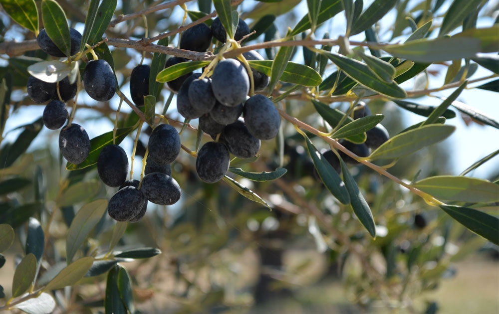 Κλυδωνισμοί για τη συρρίκνωση του ΠΟΠ «Καλαμάτα»