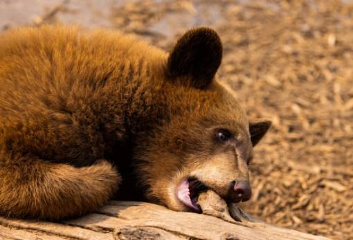 ΗΠΑ: Αρκούδες γκρίζλι αρρωσταίνουν από τη γρίπη των πτηνών