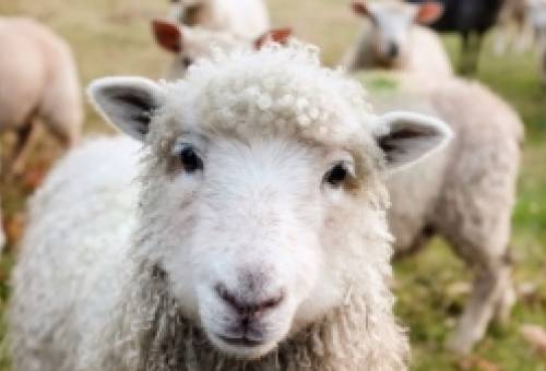 Ευλογιά των αιγοπροβάτων: Είναι το κρέας και το γάλα ασφαλή για κατανάλωση;