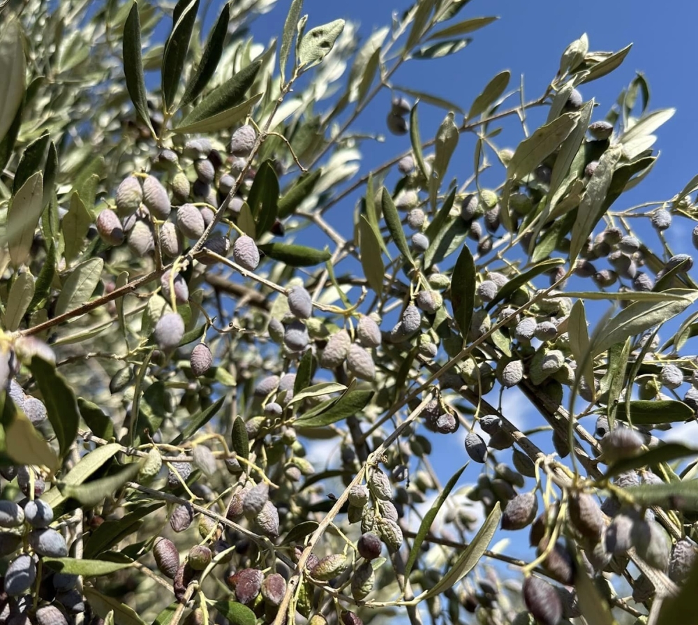 &Kappa;&iota;&nu;&eta;&tau;&iota;&kappa;ό&tau;&eta;&tau;&alpha; &sigma;&tau;&eta; &Lambda;&alpha;&kappa;&omega;&nu;ί&alpha; &gamma;&iota;&alpha; &tau;&iota;&sigmaf; &zeta;&eta;&mu;&iota;έ&sigmaf; &sigma;&tau;&iota;&sigmaf; &epsilon;&lambda;&iota;έ&sigmaf;